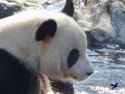 Tiergarten Schönbrunn am 05.03.2026